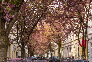 Kirschblüten (Bonn)