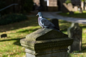 älter als 1000 Jahre