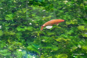 In der Erftniederung