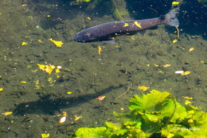 In der Erftniederung