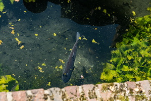 In der Erftniederung